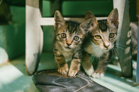 How to Prepare Your Home for a New Kitten: A Comprehensive Guide